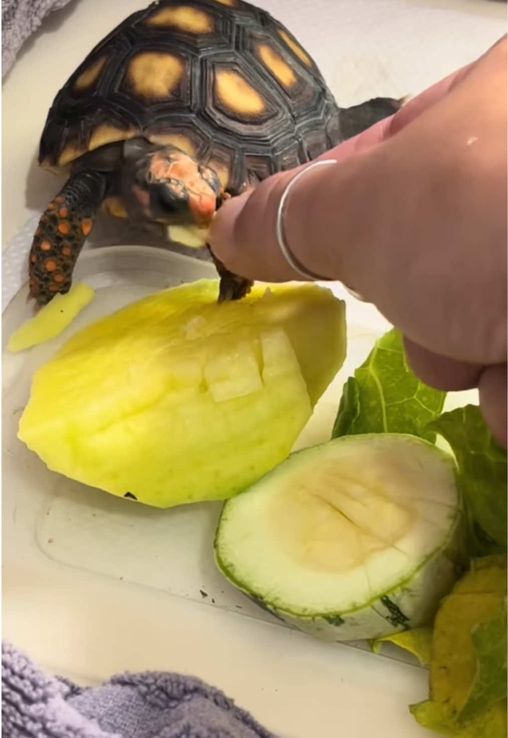 @Eve🥕