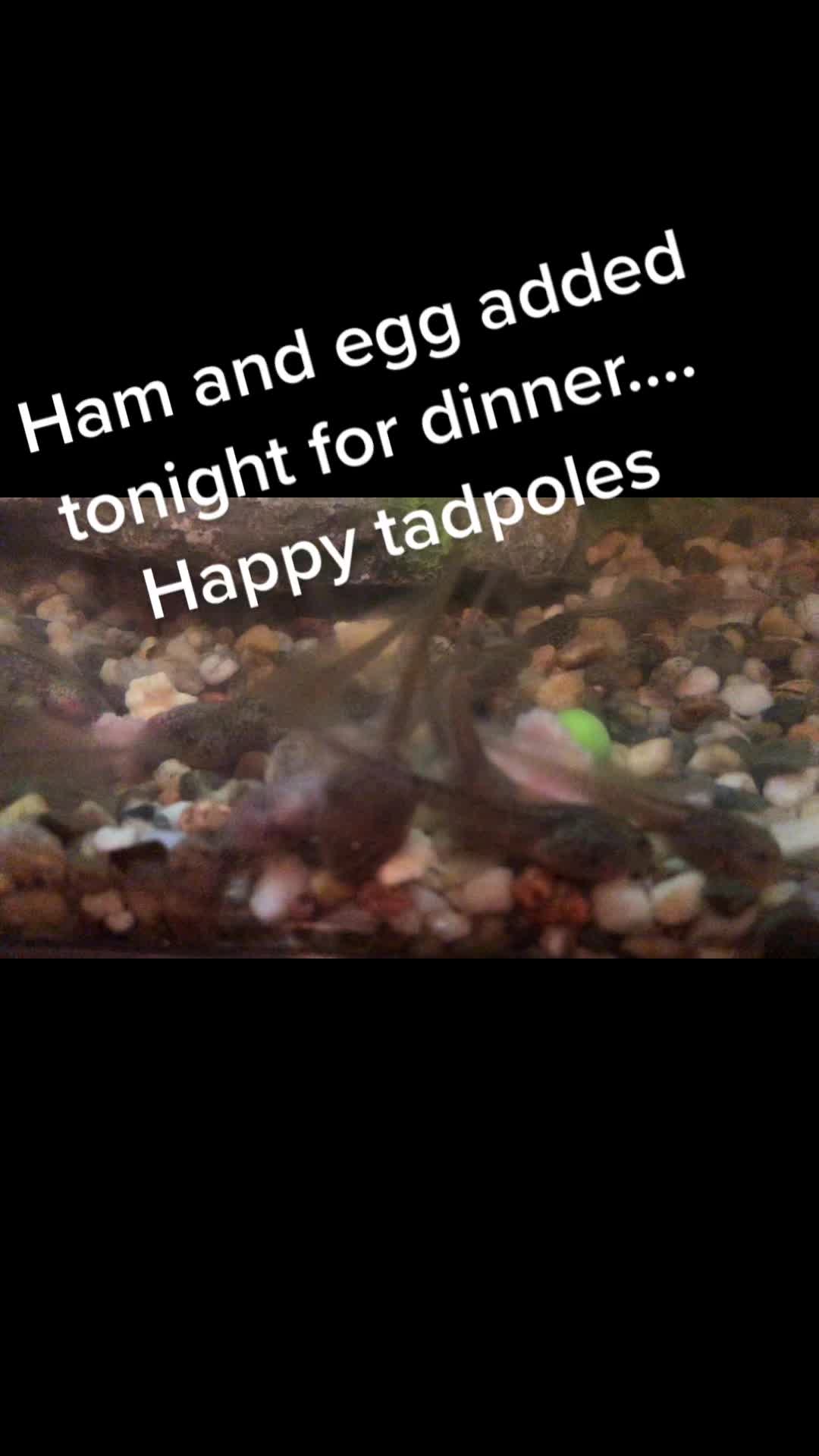 @Life With Tadpoles