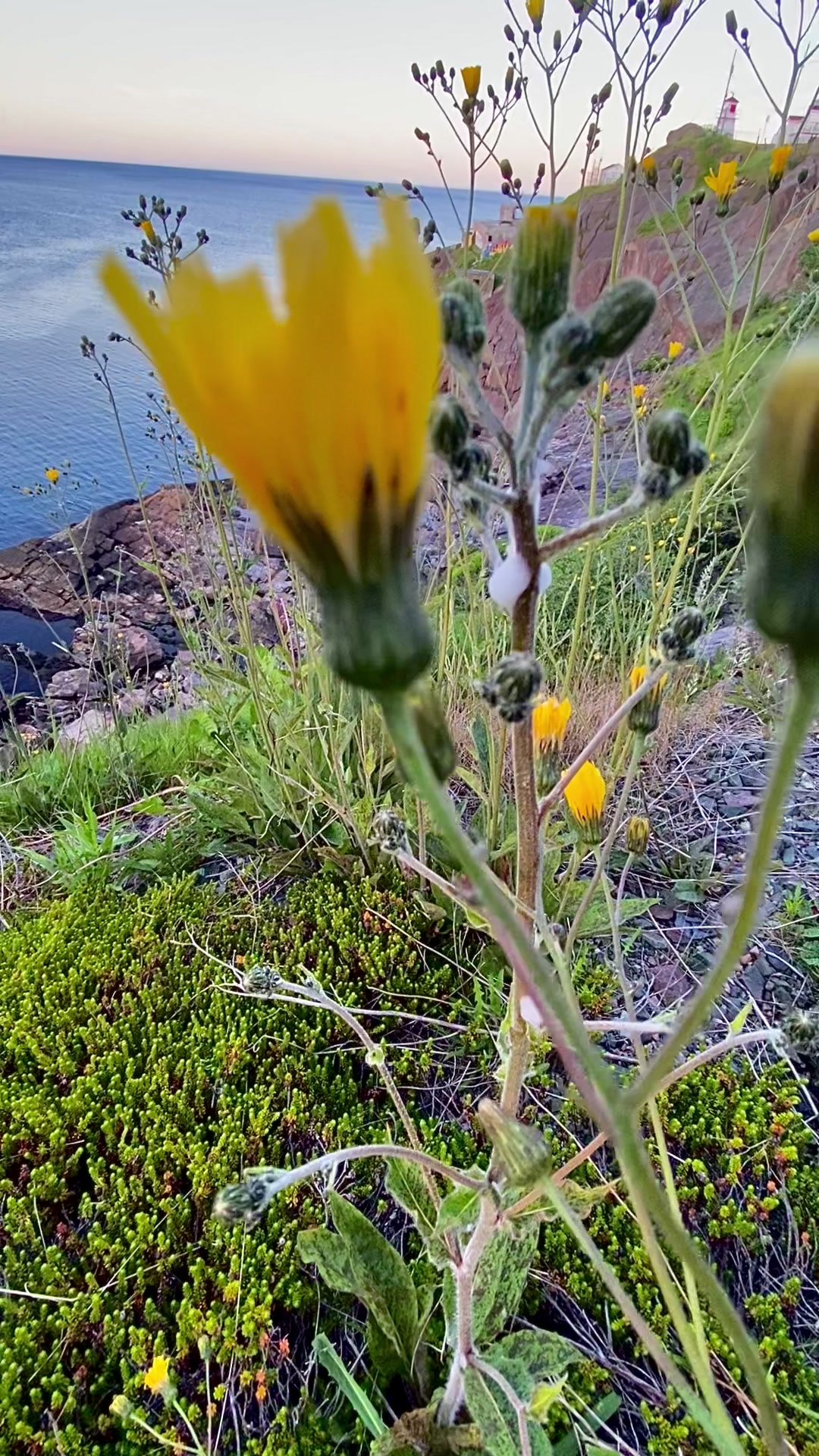 @🇨🇦 Tanya🌻