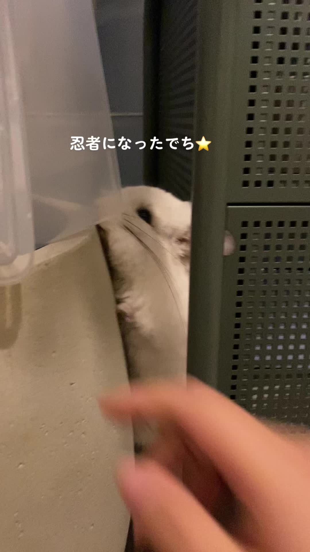 @アンゴラチンチラの雨くん