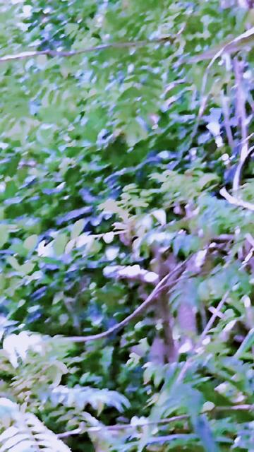 @💥SHOFIK_HD🇧🇩