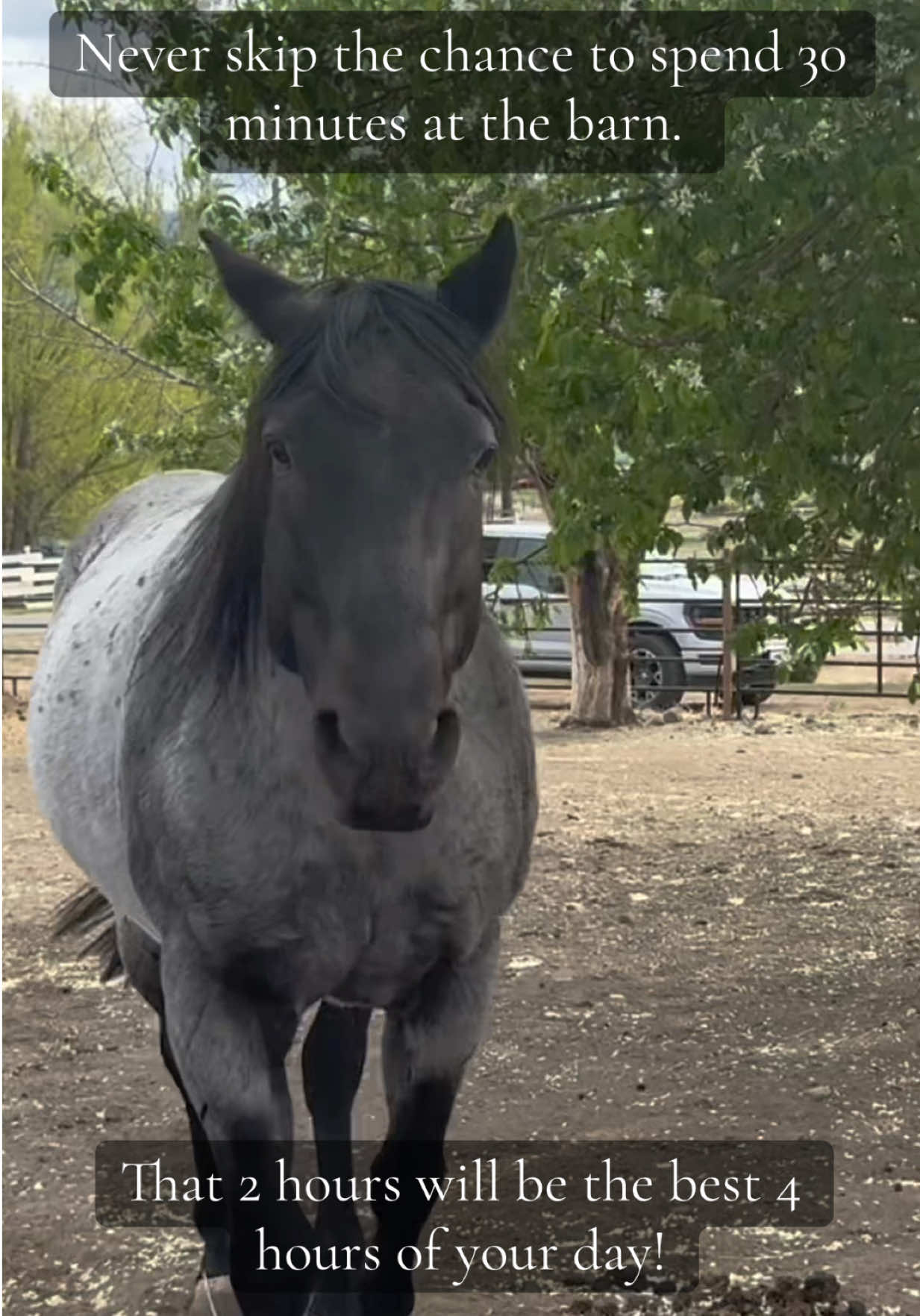@Rudnik the Roan