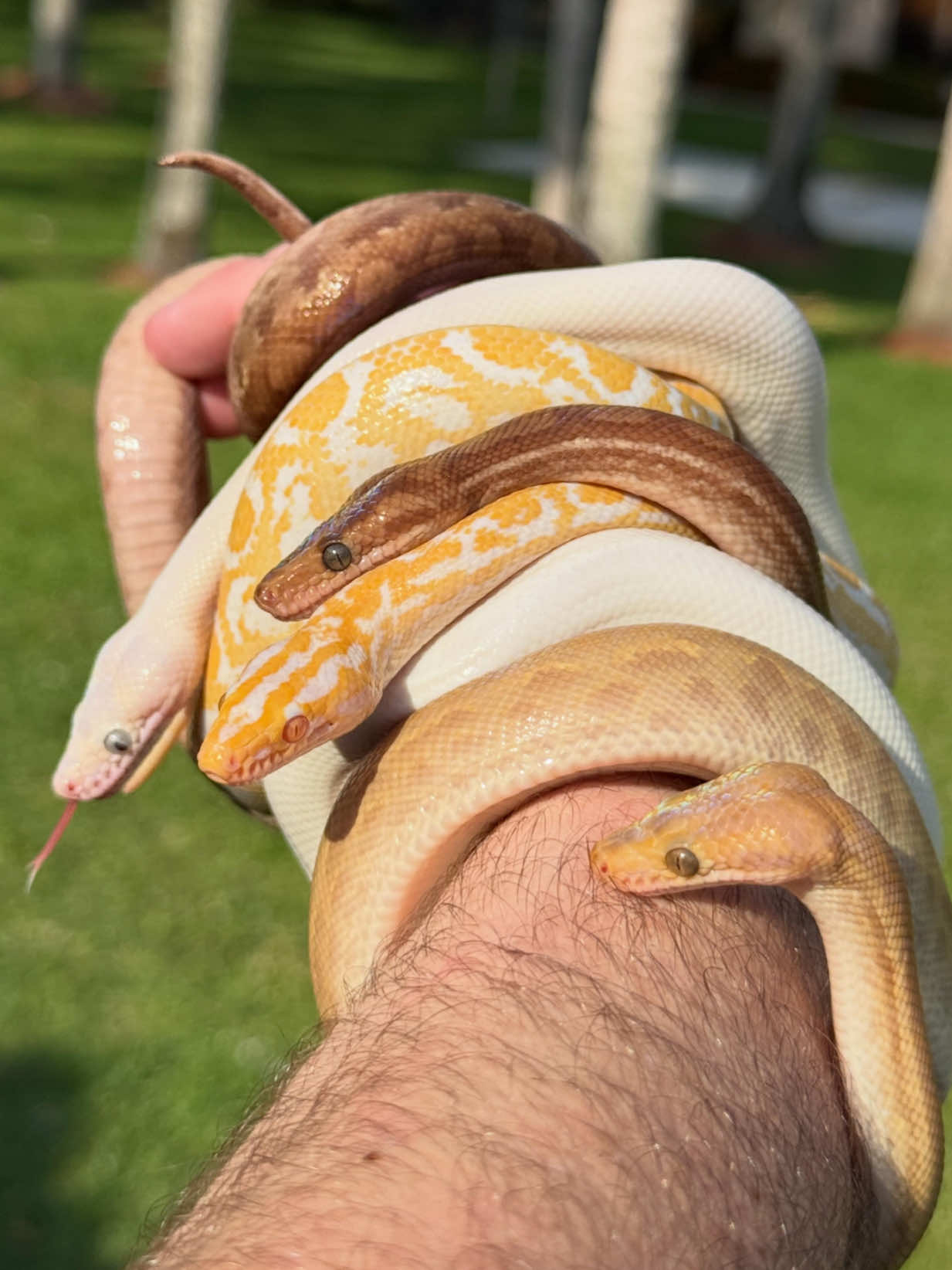 @Rhetts Exotic Pets