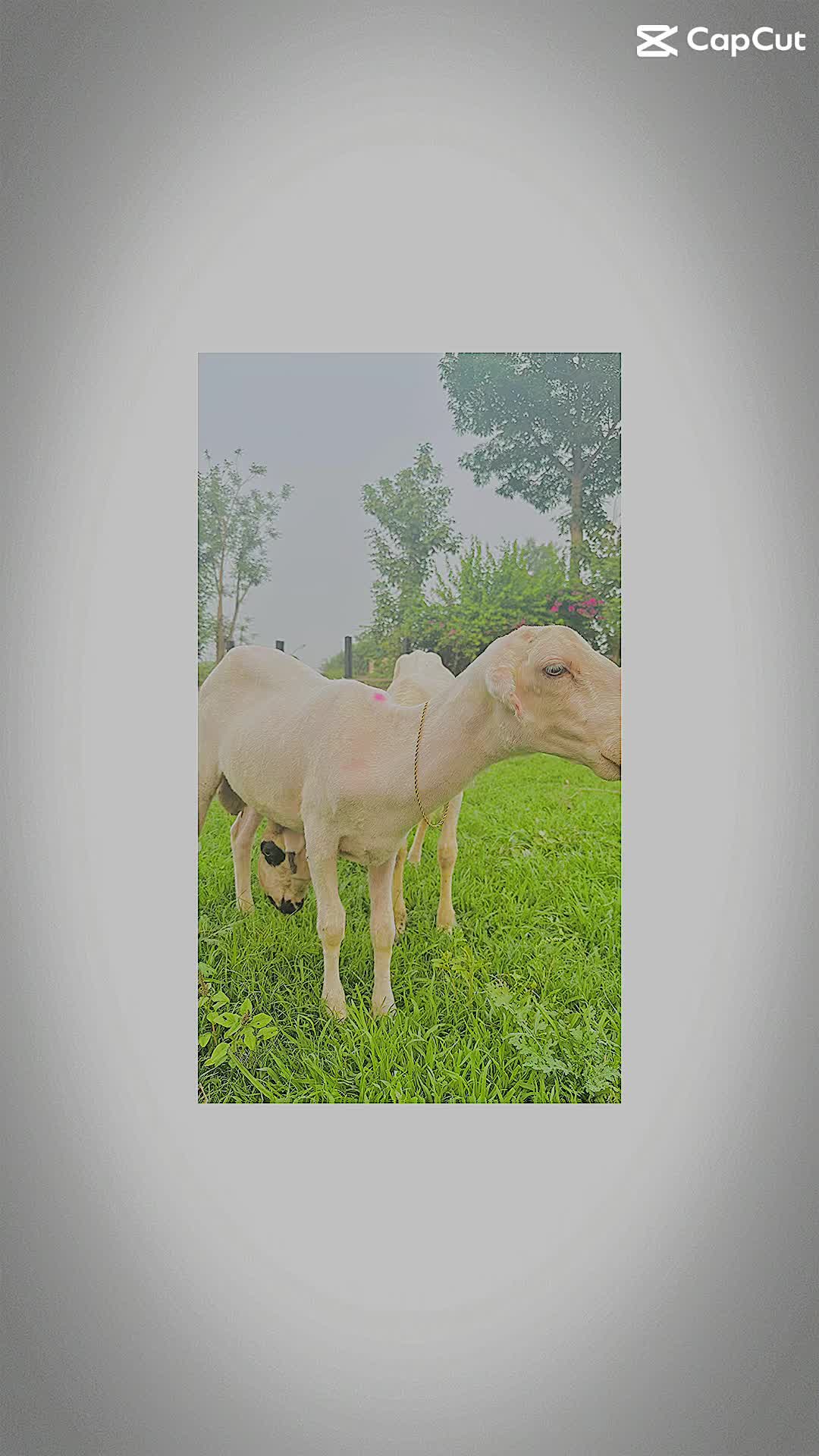 @ZA Farms