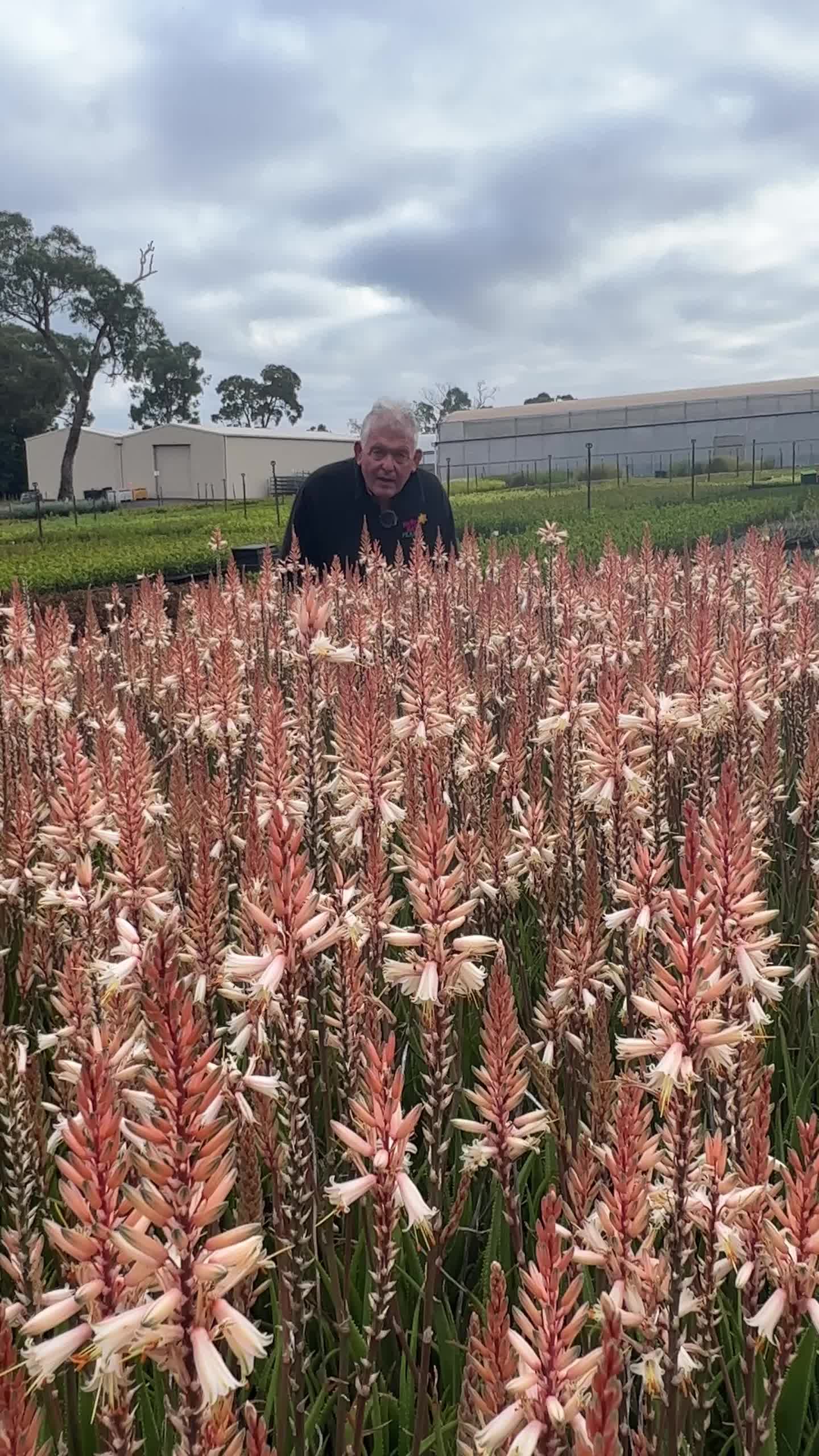 @Hello Hello Plants Nursery