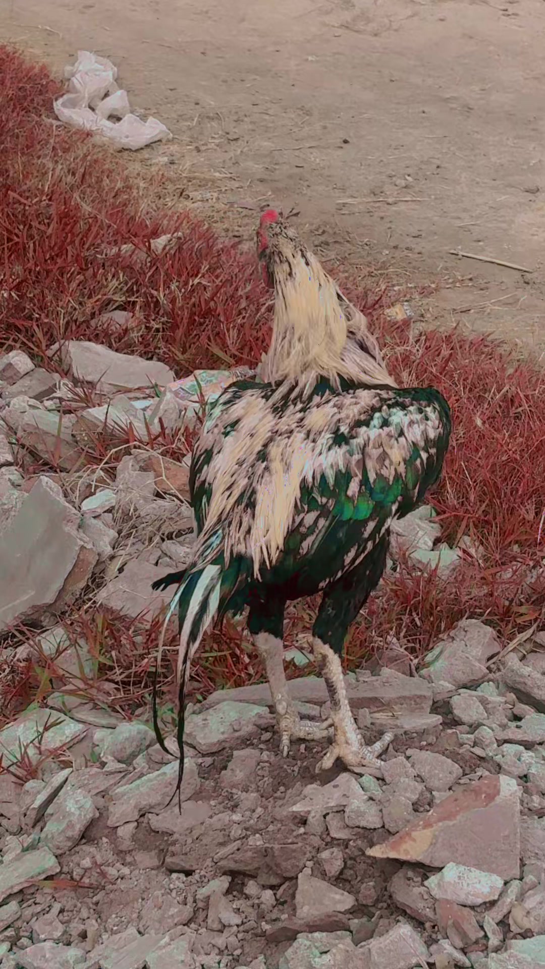 @معصوم پرندہ ظالم شکاری🦜🐦🥷