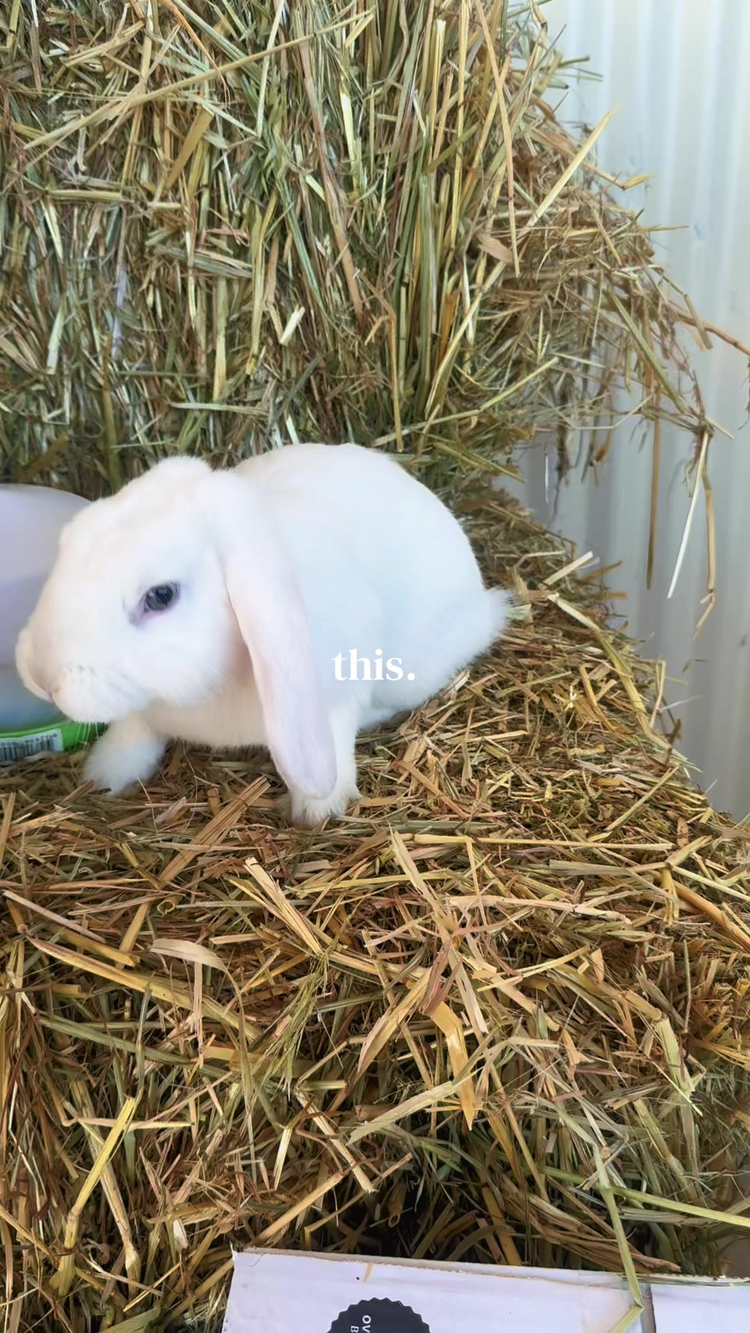 @bringellypetandstockfeed
