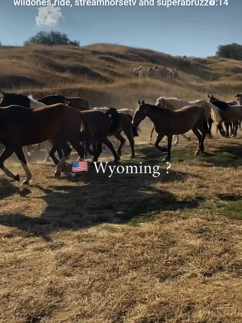 @streamhorse