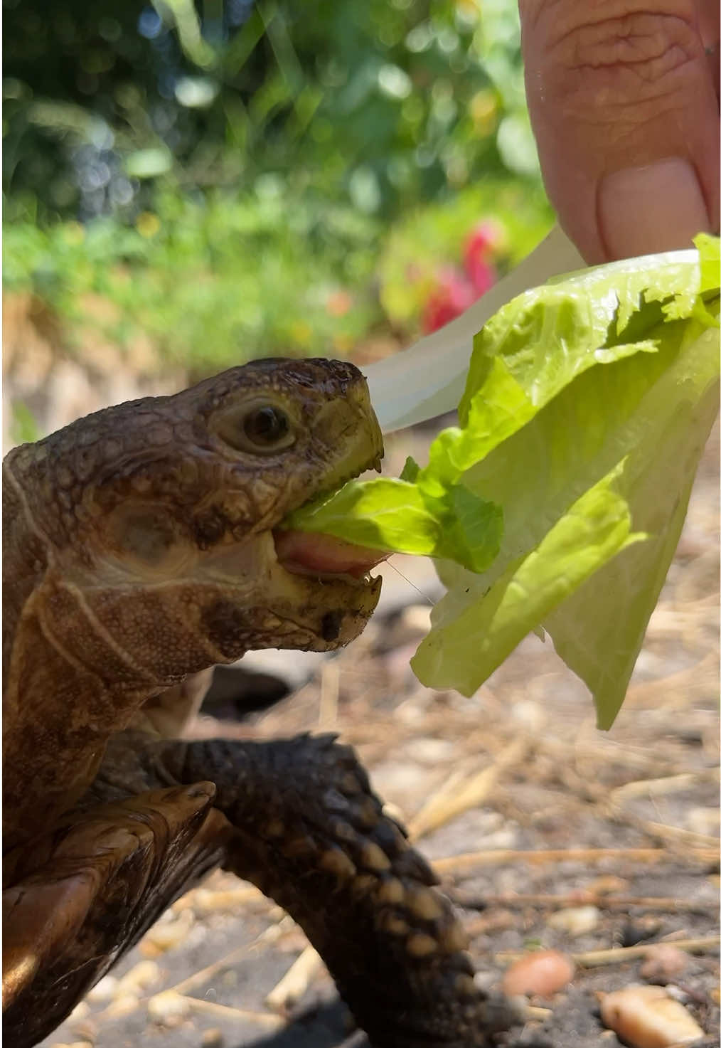@shaqthetortoise