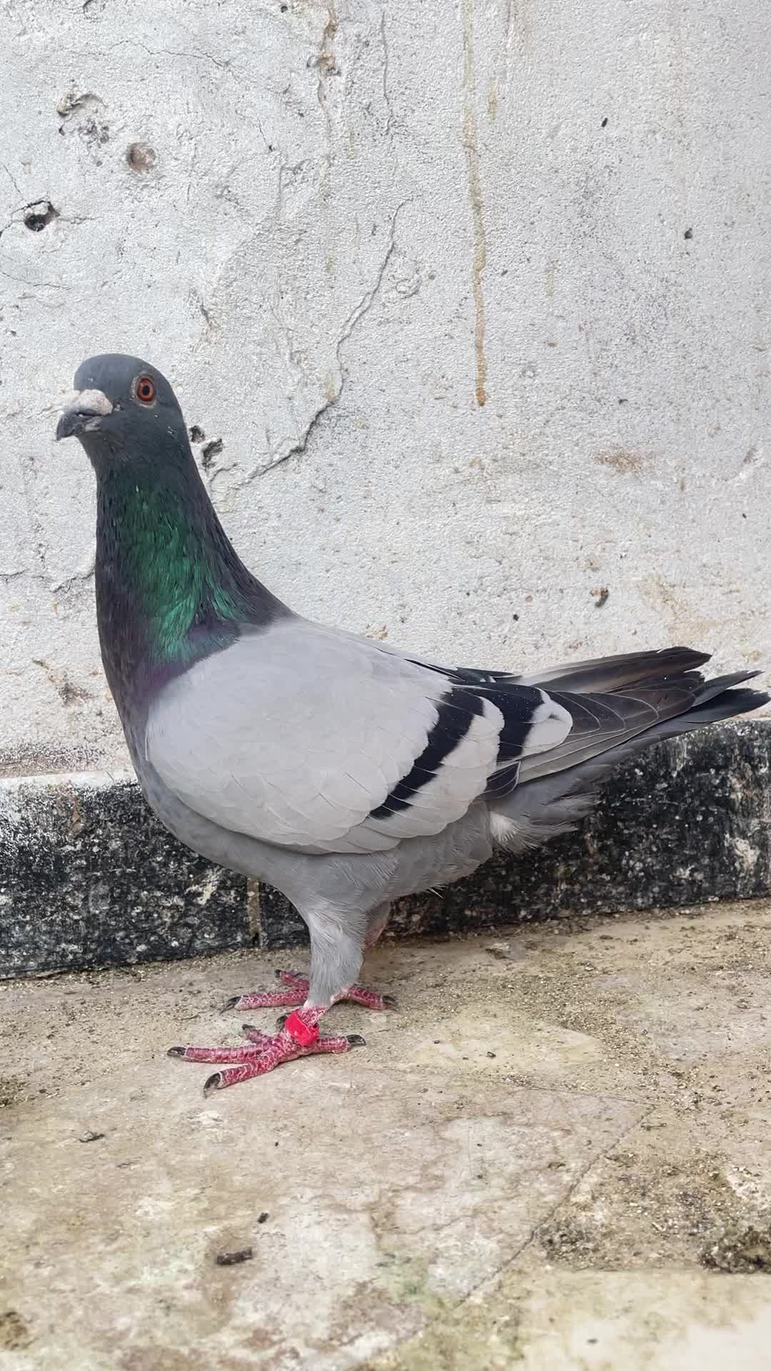 @OMZOLOFT🕊🦜🇸🇳