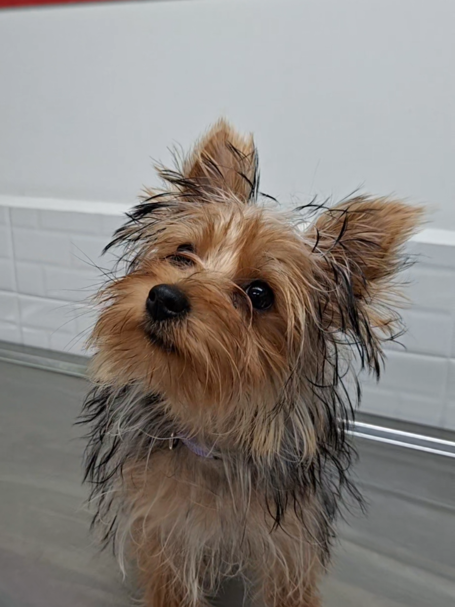 @Perrunos Veterinaria