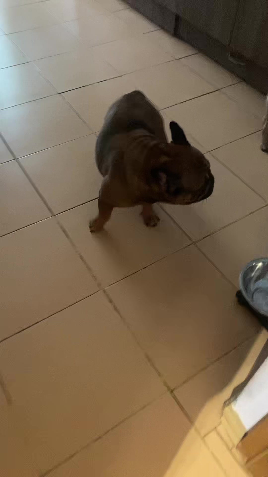 @_holly_bulls_