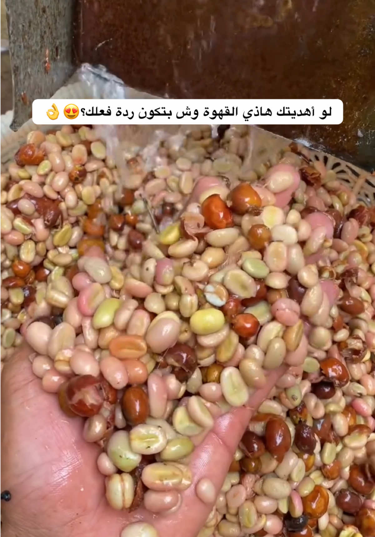 @تويتي / قهوة ☕️🐥