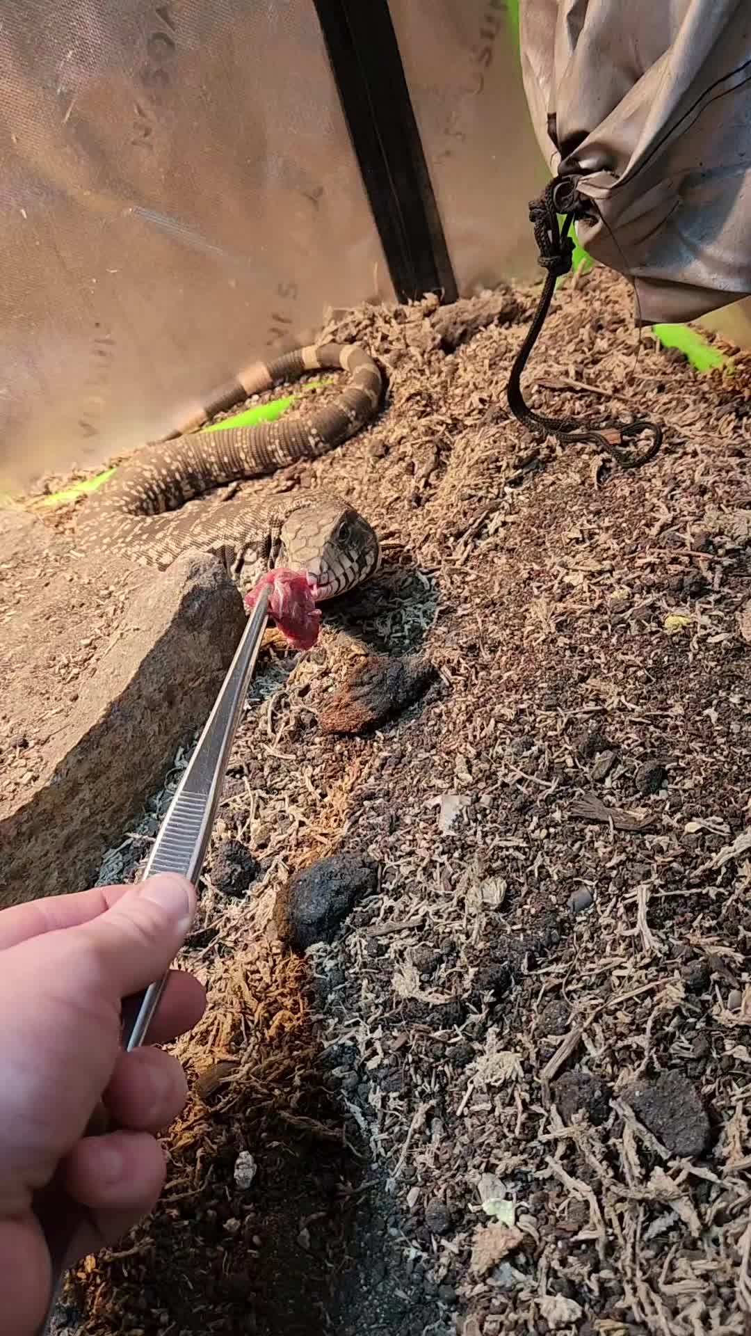 @Ballard&rsquo;s Reptiles