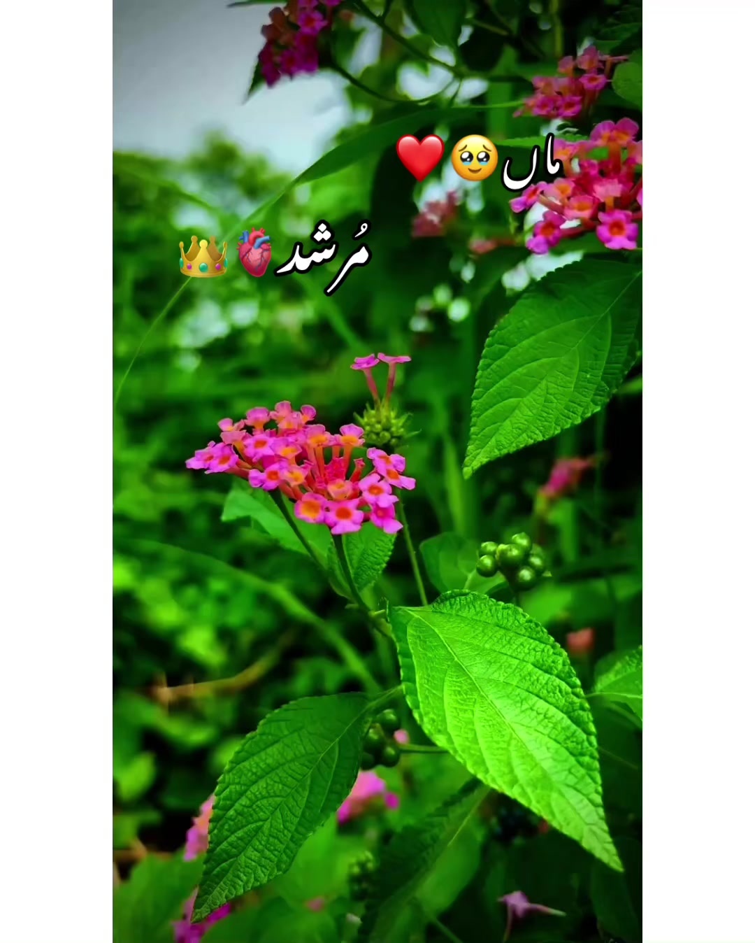 @⚜️𝐊𝐇𝐎𝐊𝐇𝐀𝐑❤️🩹