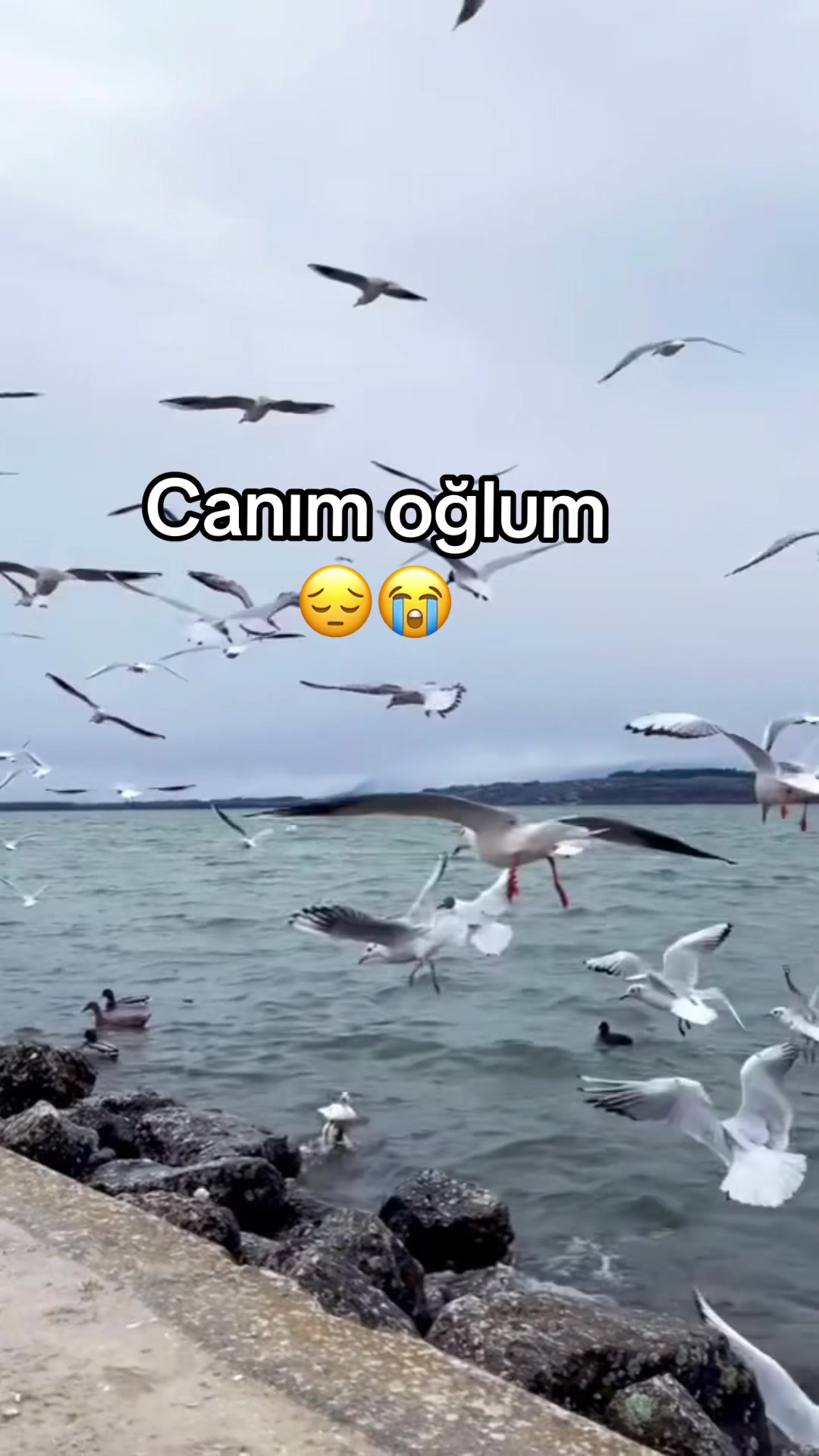 @əlifan