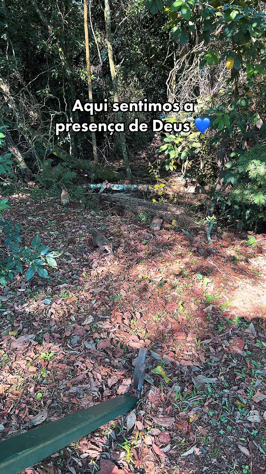 @glaucyaraujo