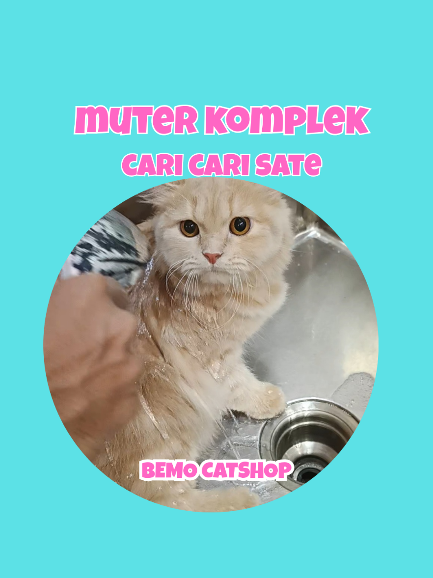 @Bemo Catshop