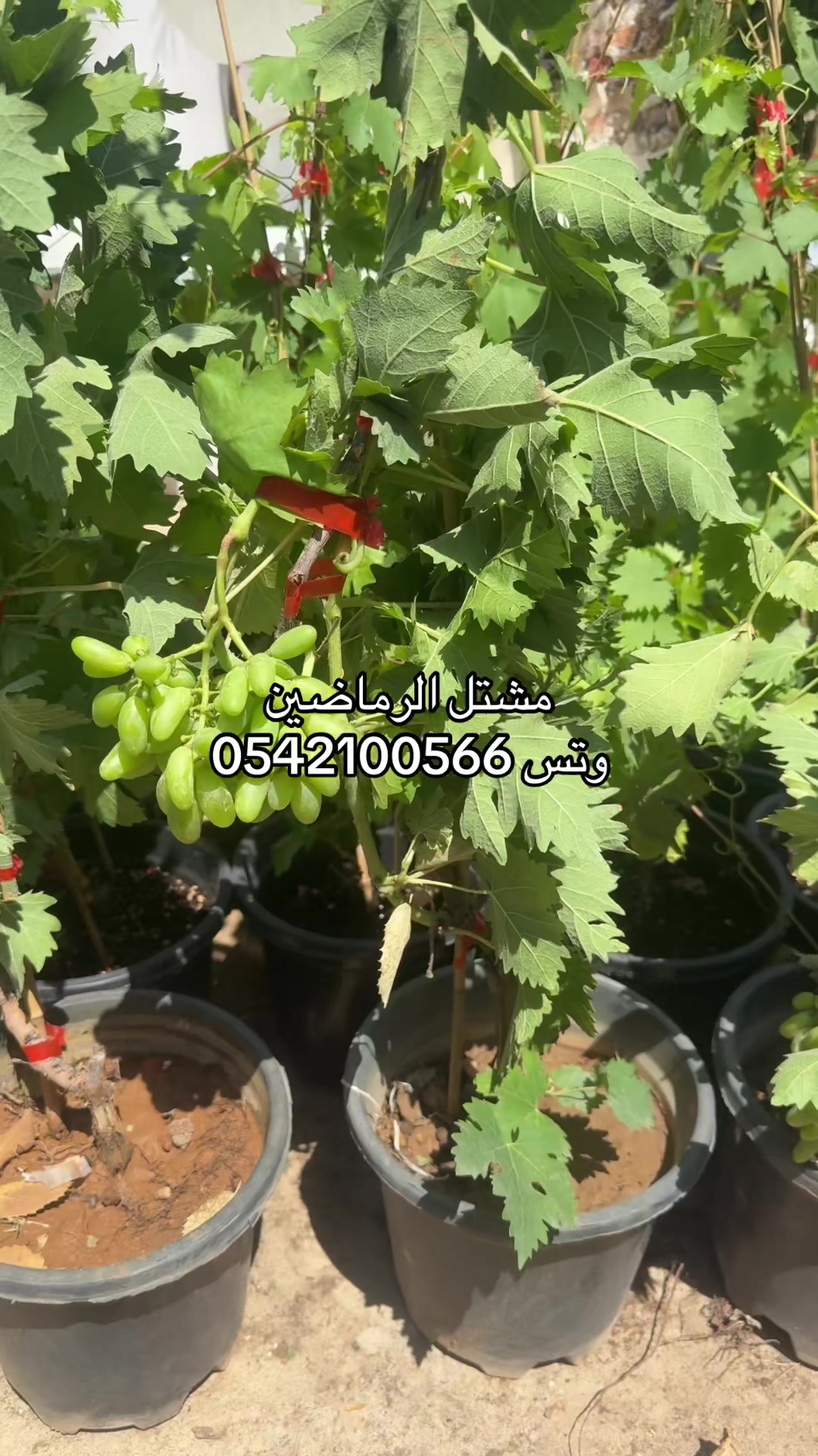@مشتل الرماضين وتس0542100566