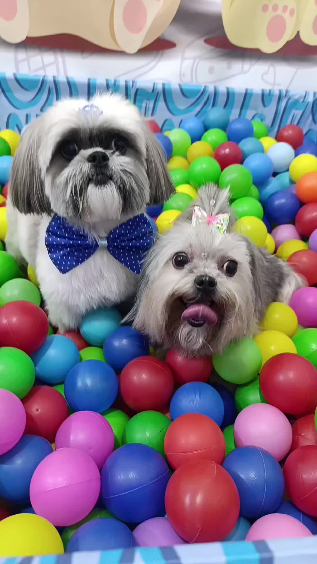 @Dog Ville Petcare
