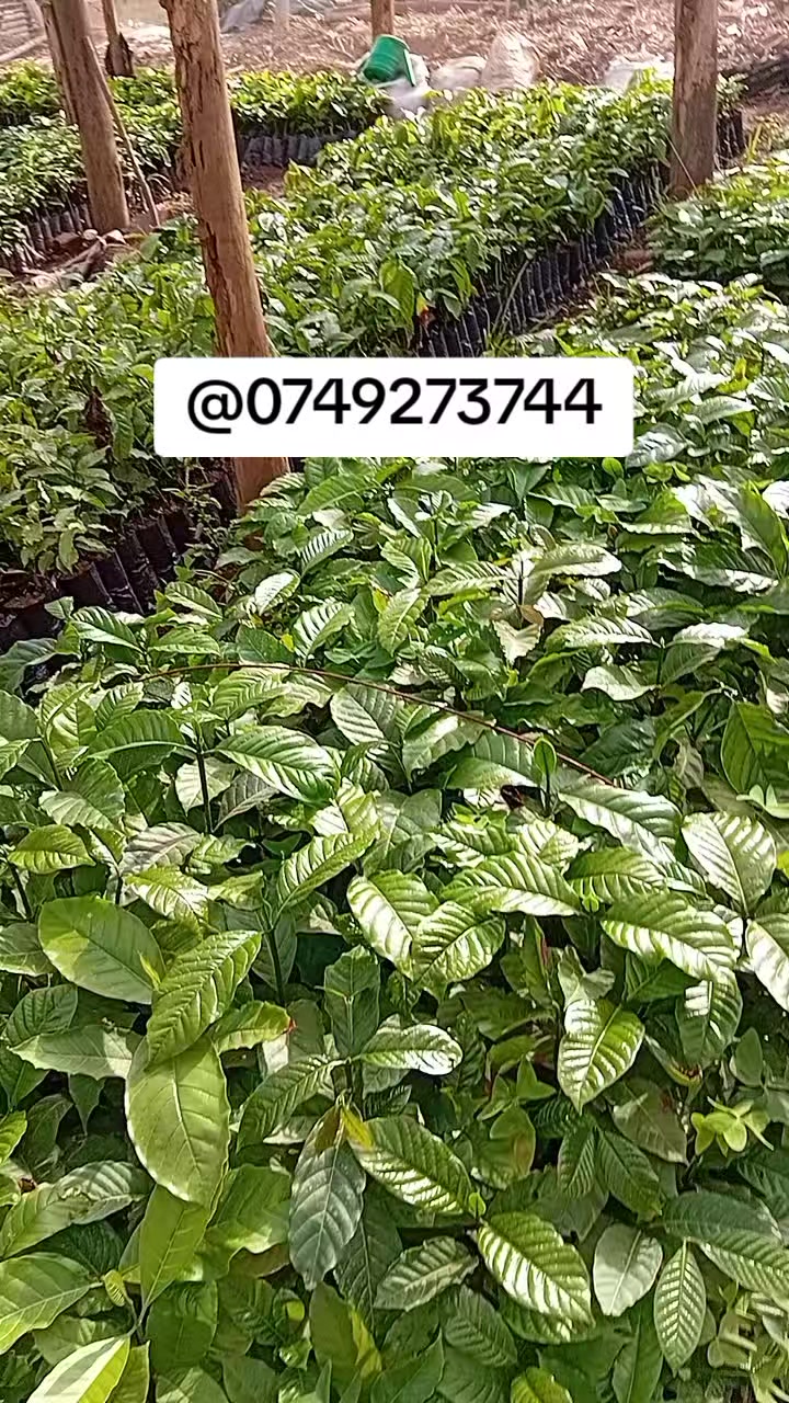 @MUKISSA AGRO Ug🌿