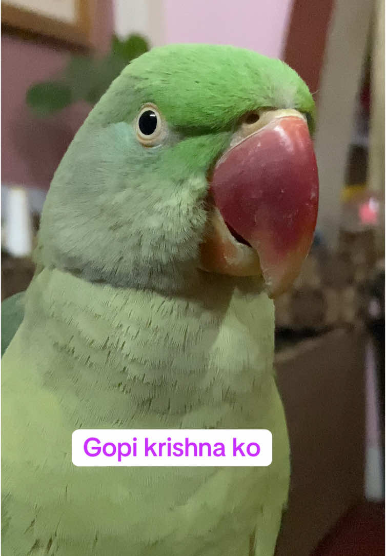 @Chatteringbeaks