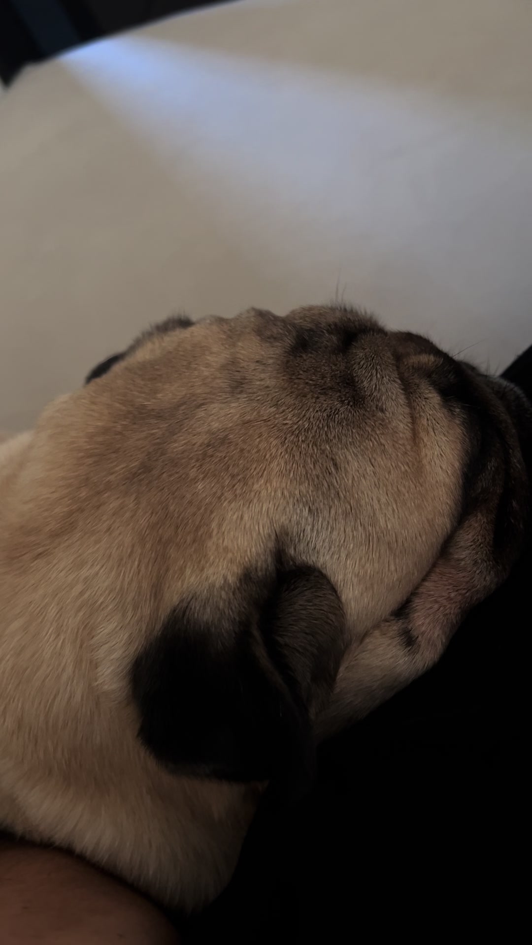 @pugSofyHarry