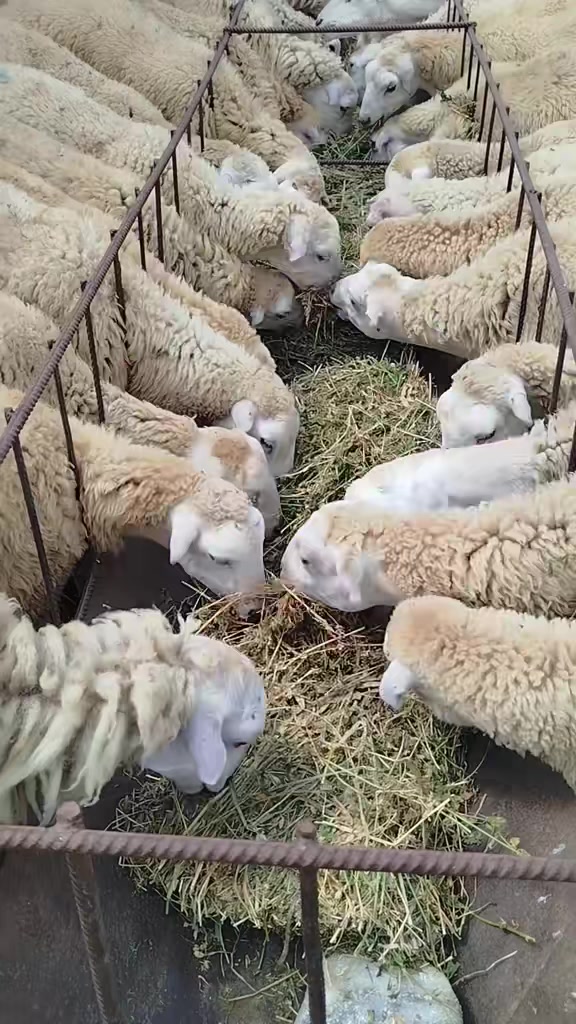 @kend_həyati_041