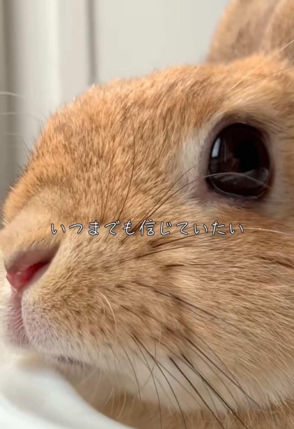 @rabbit man