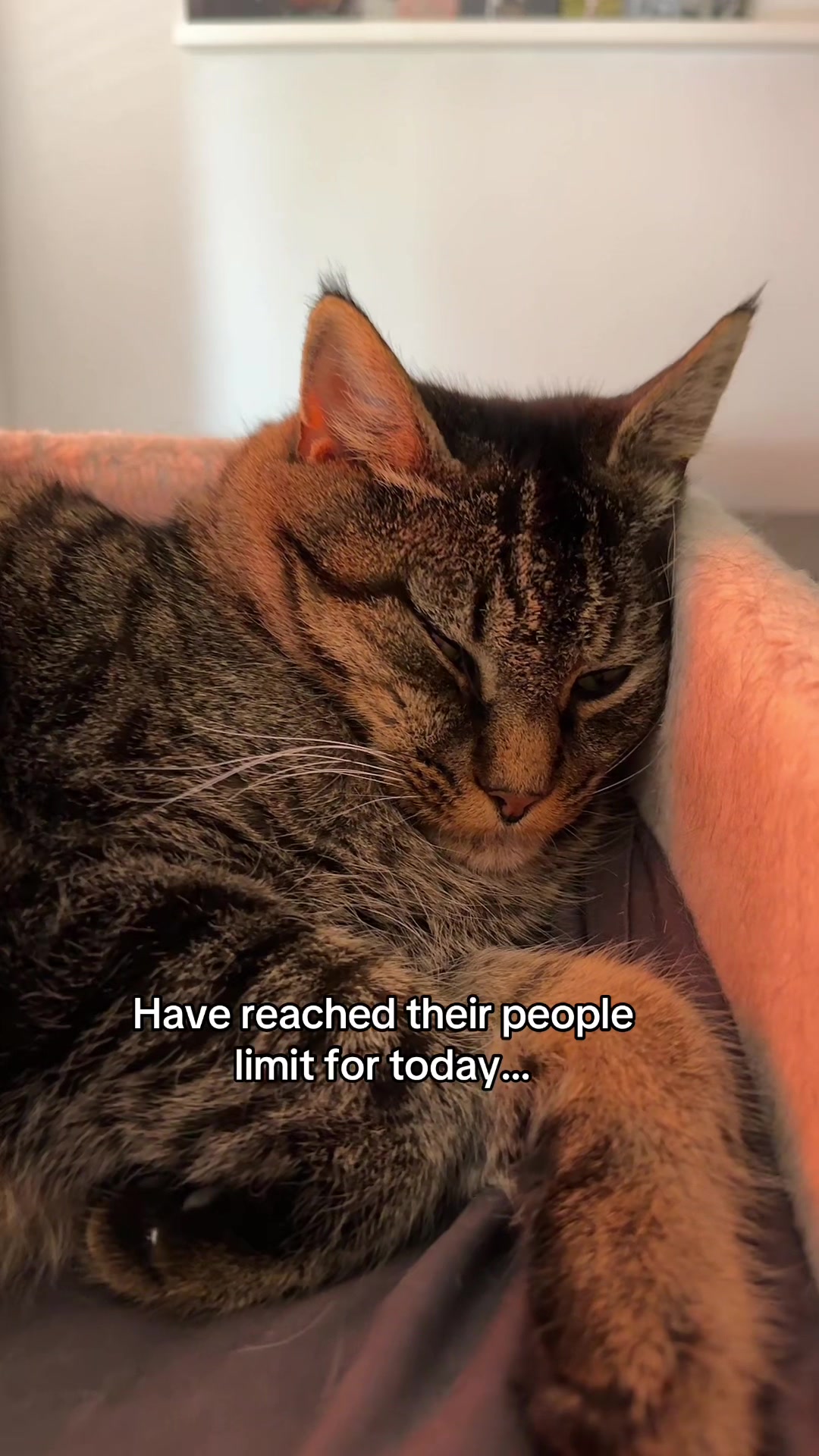 @Joep_the_ rescuecat