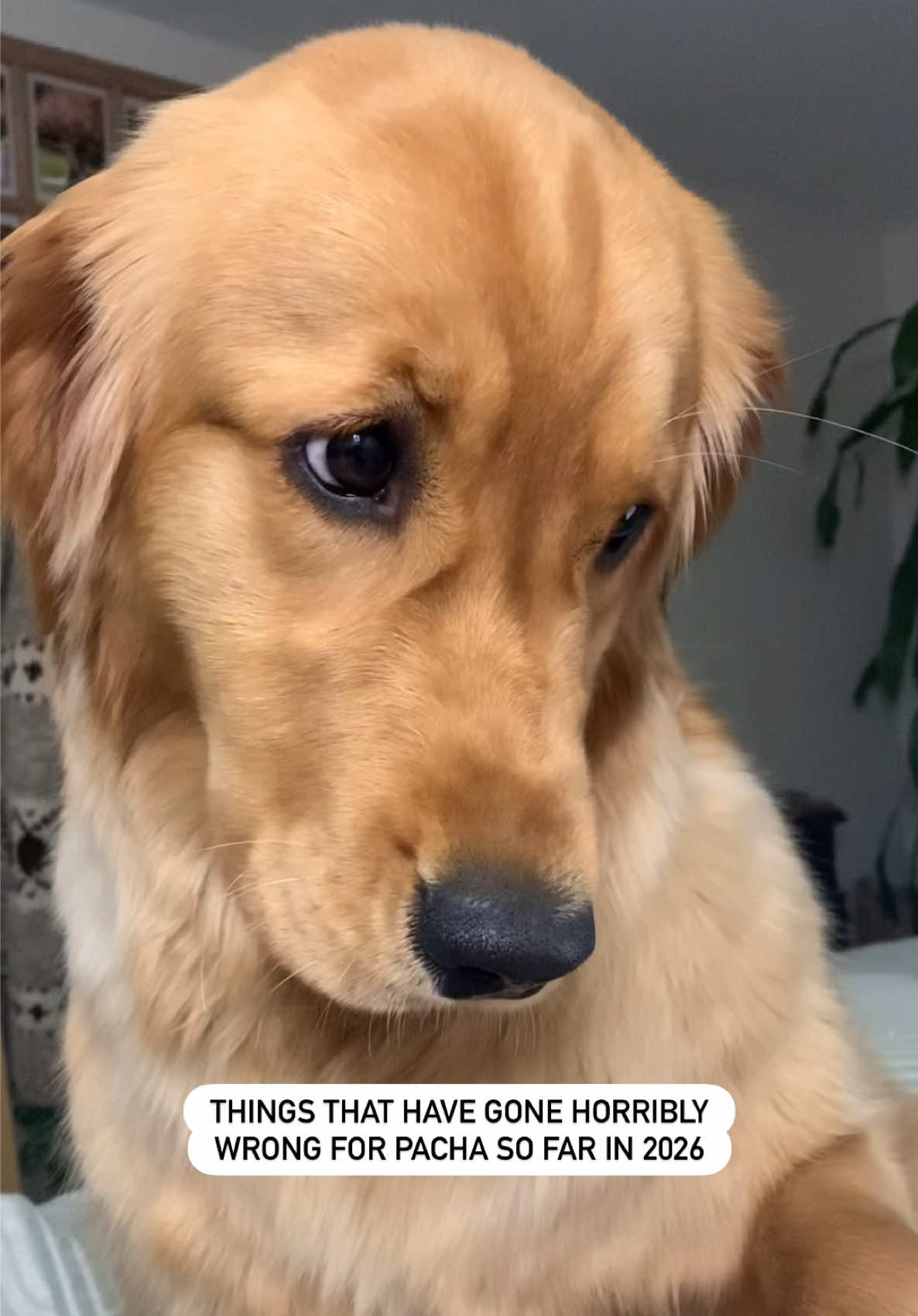 @Pacha and Bucket the Goldens