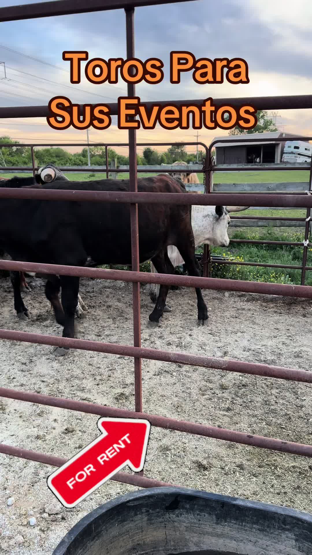 @R.L.P Quarter Horses