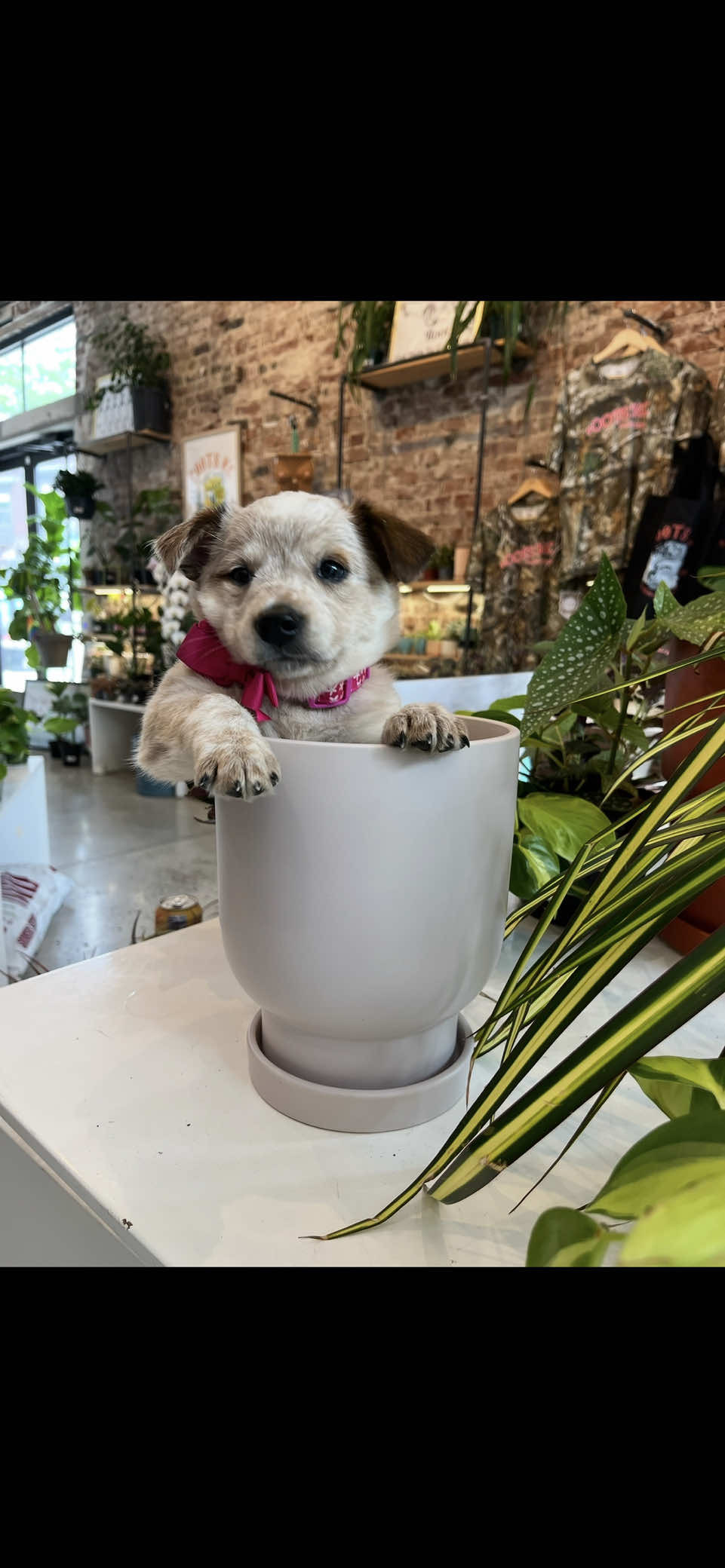 @Rootskc