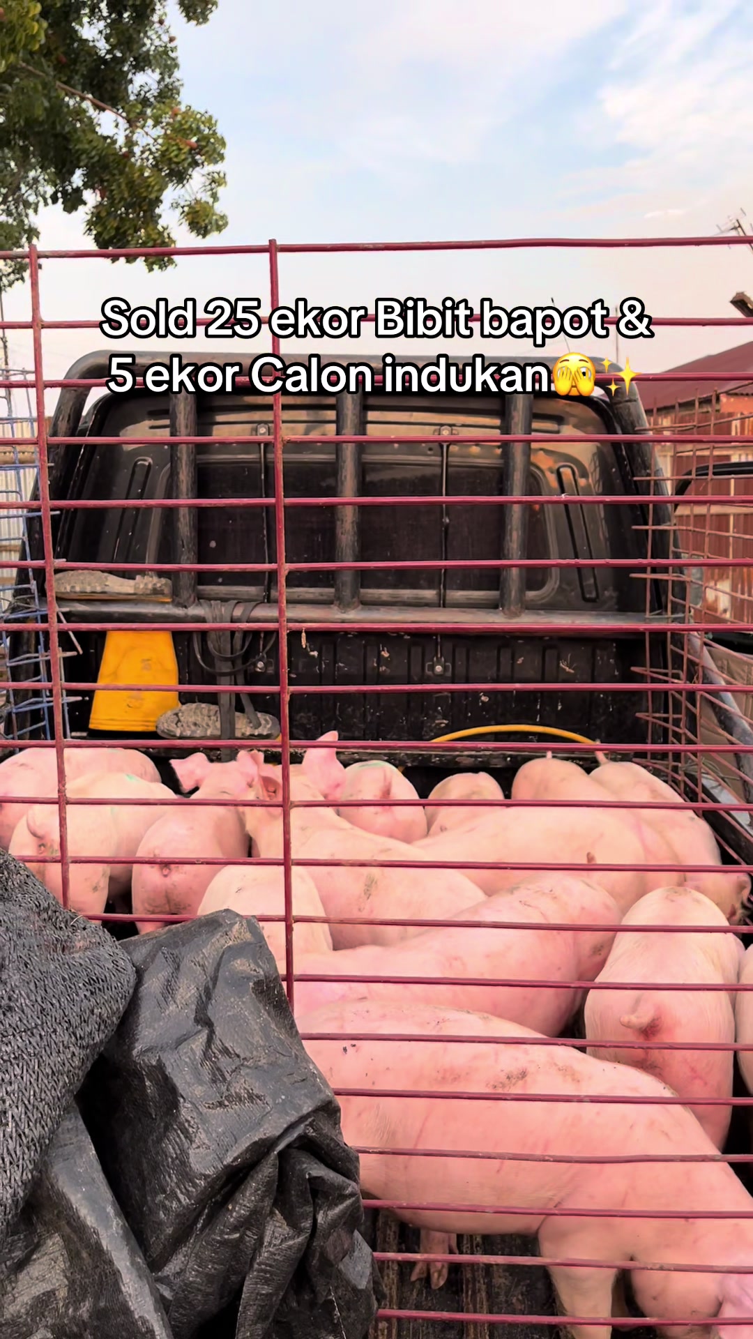 @Twinspiggyfarm01