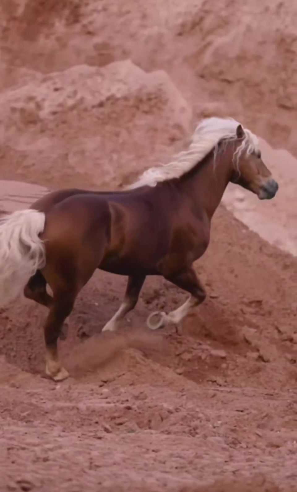 @🐎🐕CHLOE🐕🐎