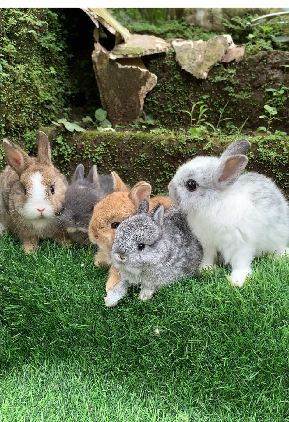 @chedyrabbit.jkt