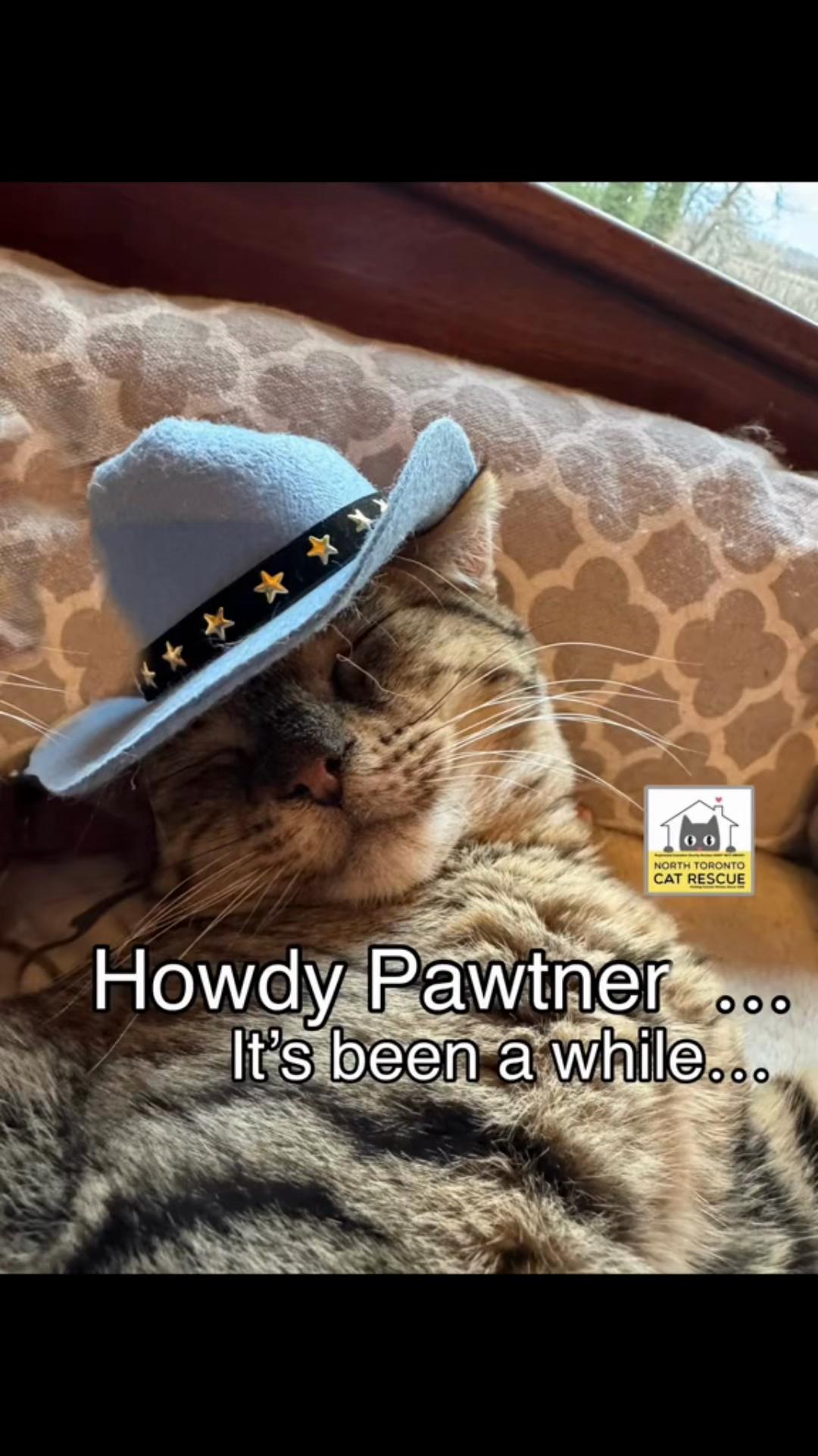 @North Toronto Cat Rescue