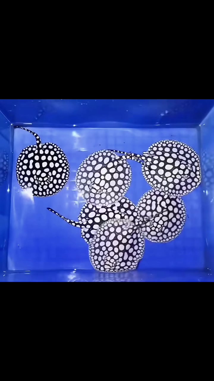 @網上看魚