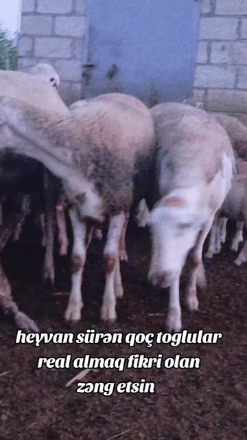 @ELŞAD QULİYEV EYVAZALİLAR
