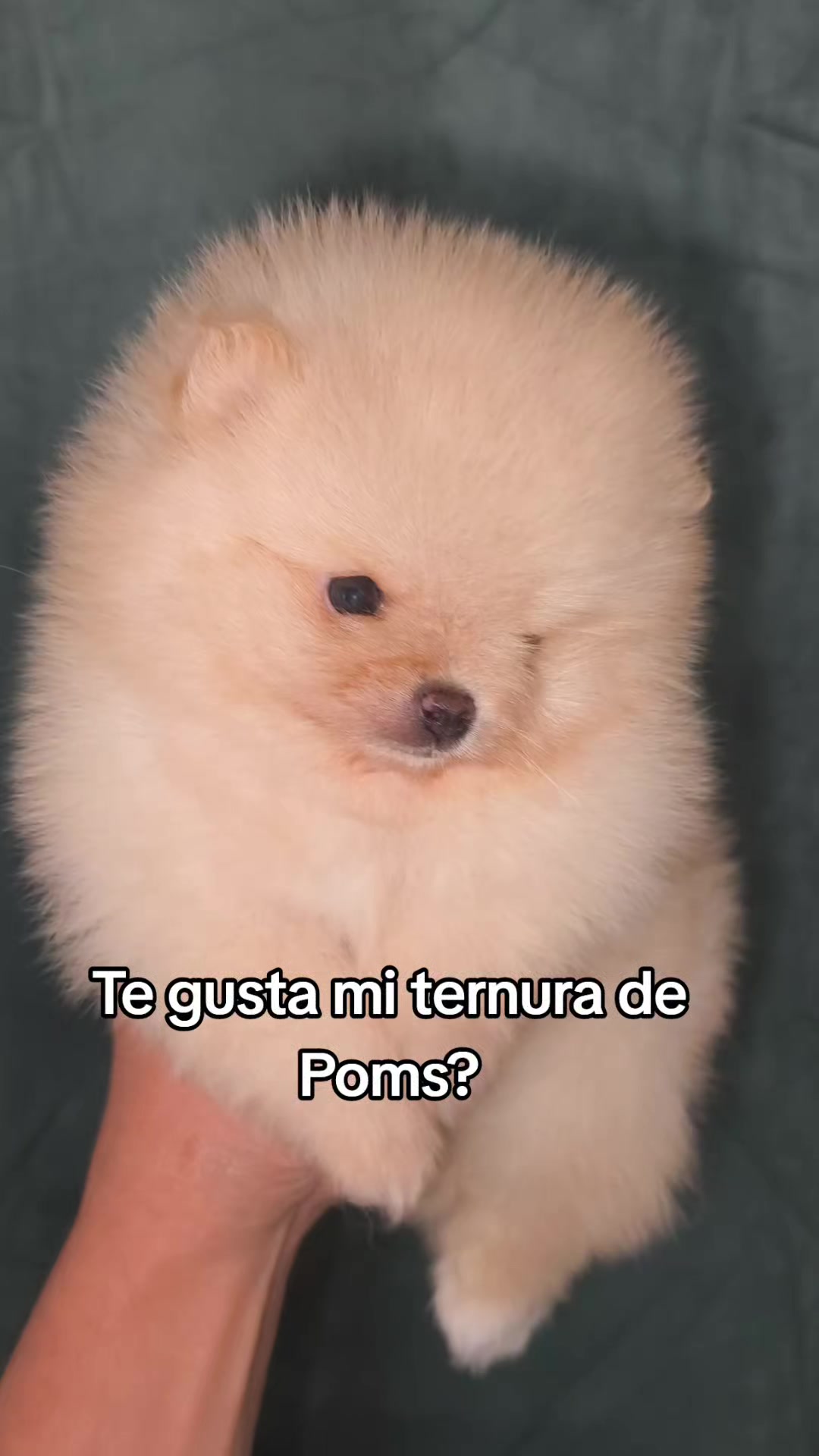 @Pomerania chile