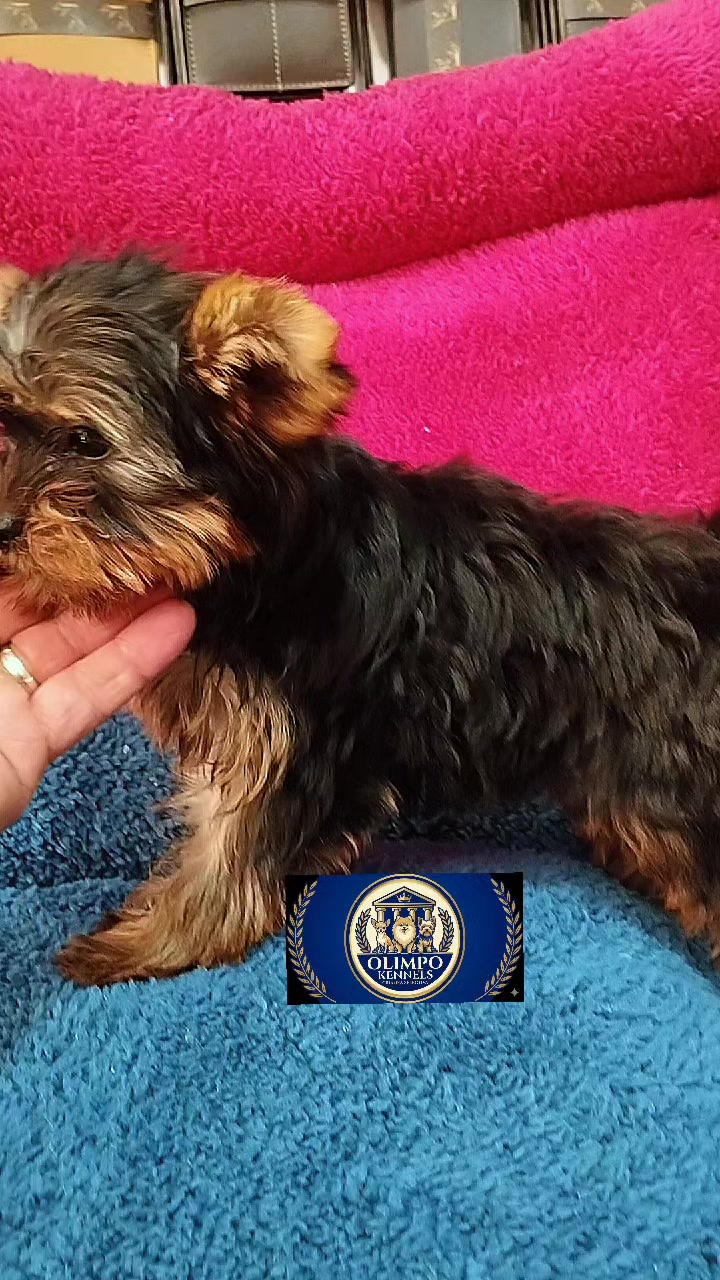 @olimpokennels