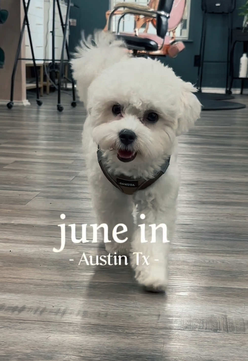 @Andrealynn ATX Hair Artist
