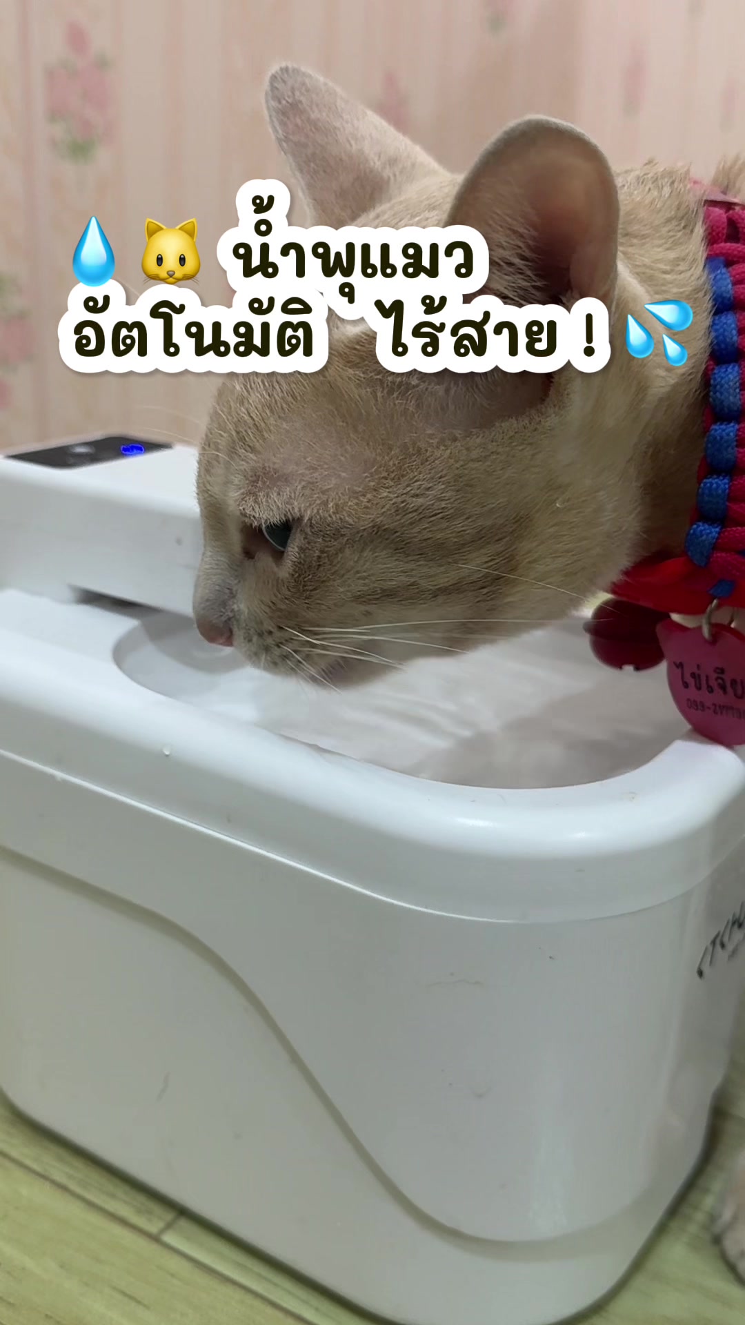 @PB(ผักบุ้ง)