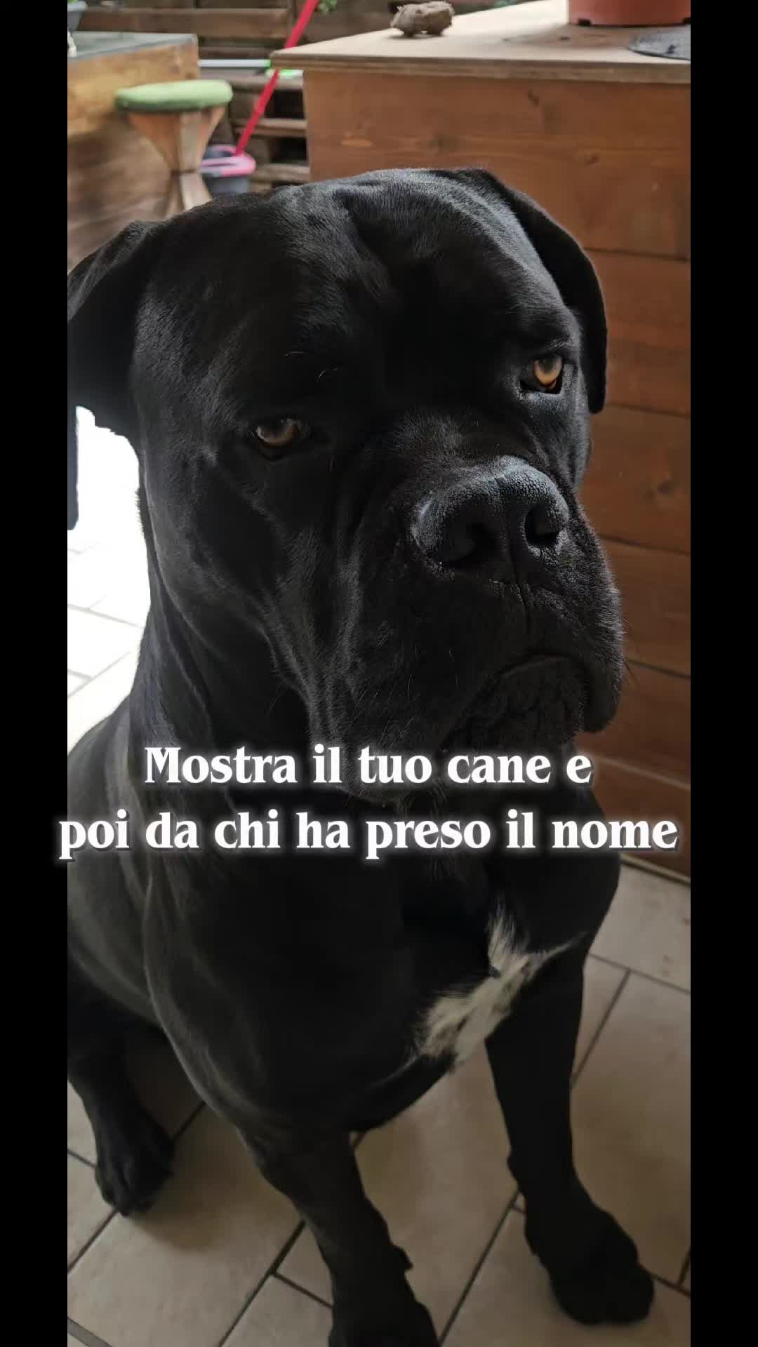 @Luna Gotica