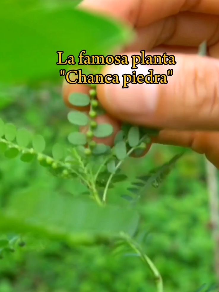 @Monte.sientovivo