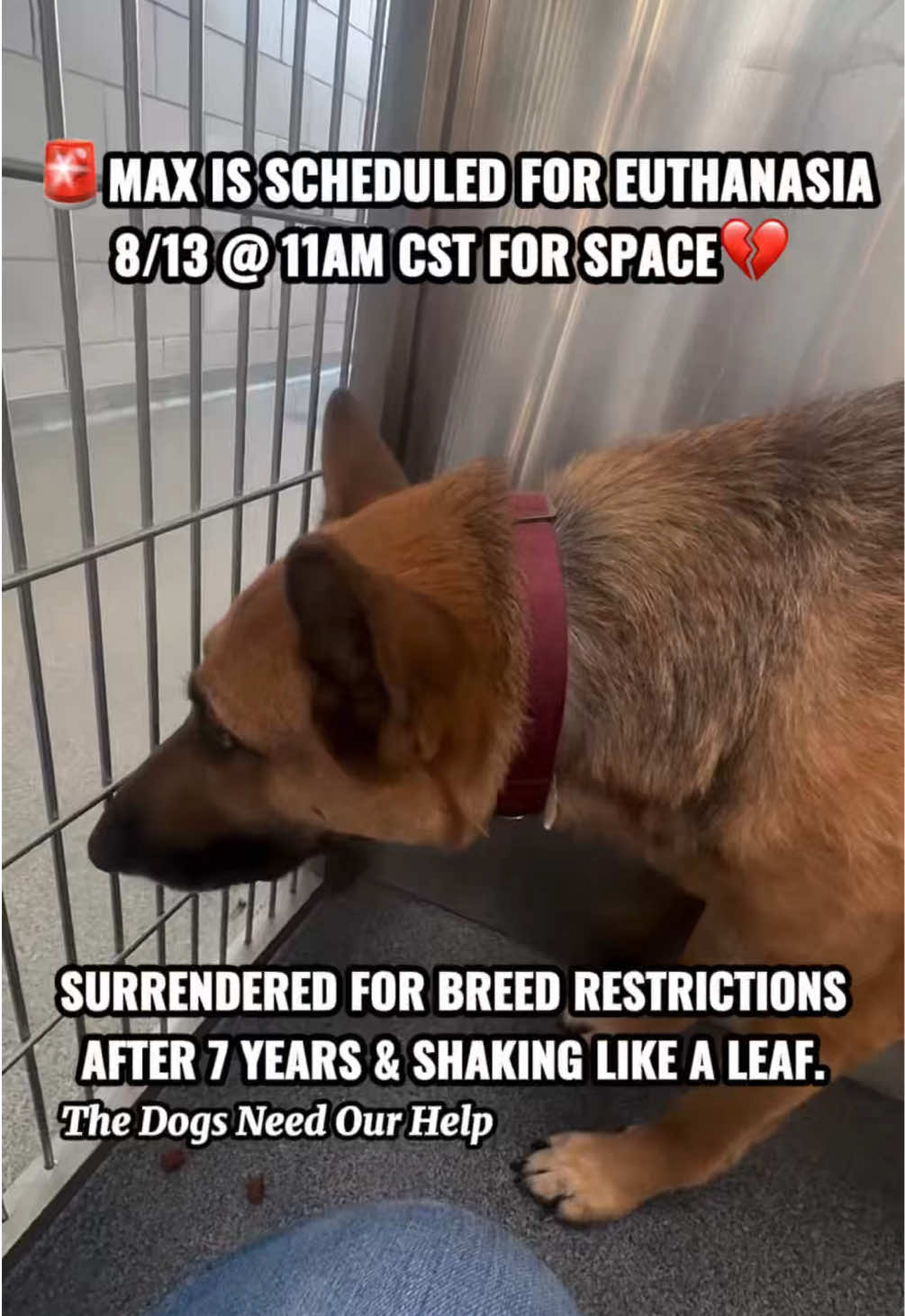 @The Dogs Need Our Help