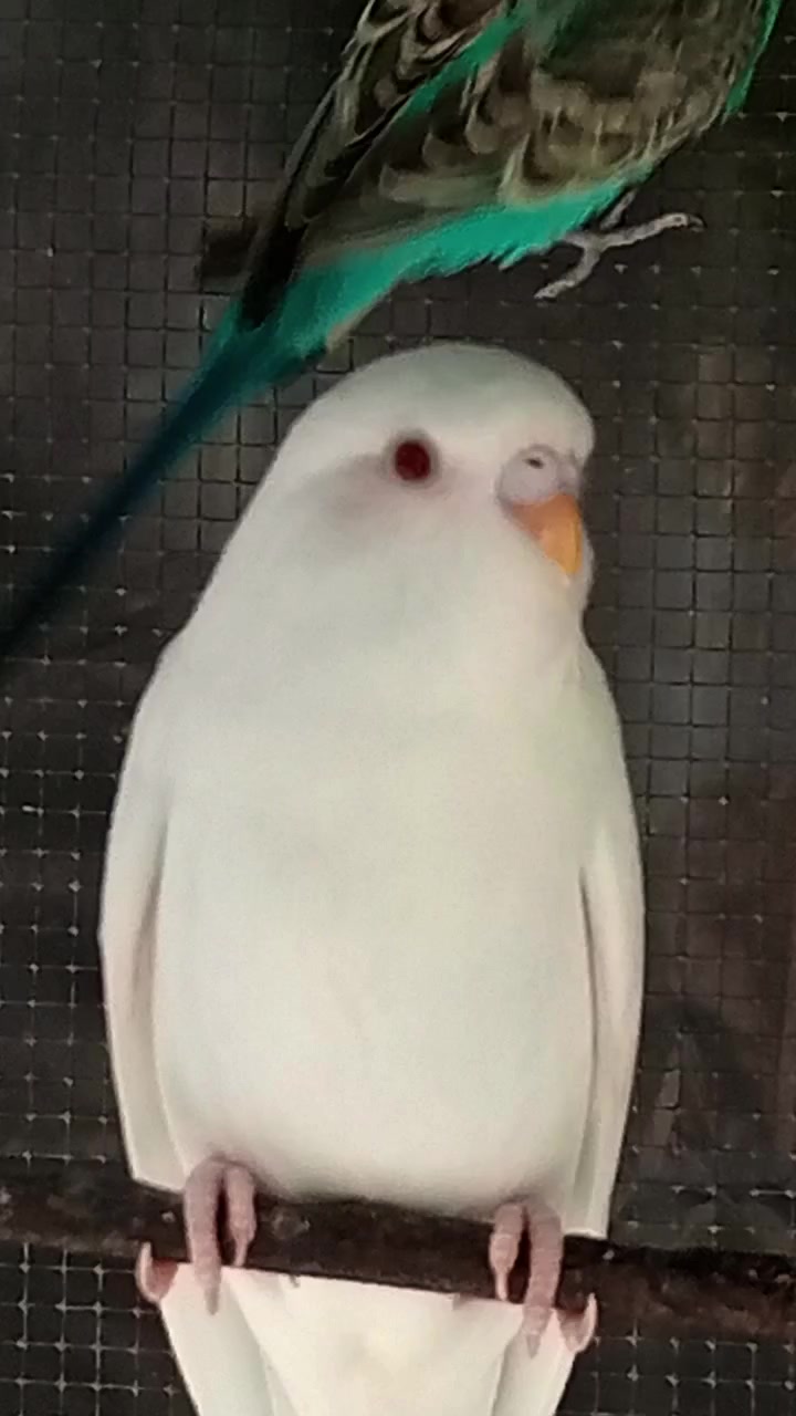 @AviarioRey45🇲🇽