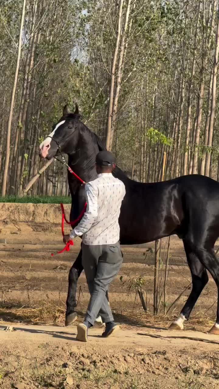@شوق۔ پنجاب دا🐴🐴