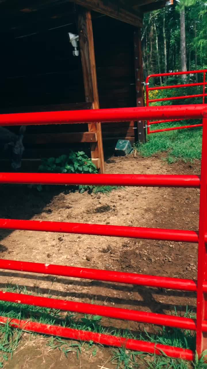 @My horse life❤️