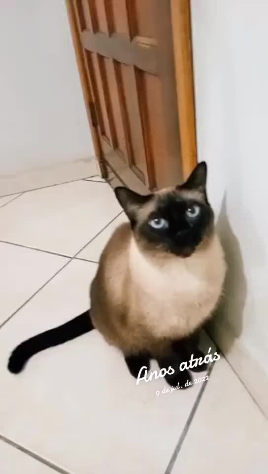 @O GATO ZEZÉ
